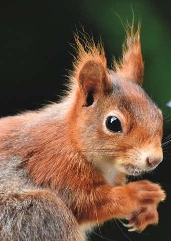 der-schmid.de-Hörnchen- der-schmid.de-Hörnchen-